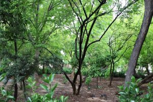 محیط حوزه علمیه منصوریه شیراز